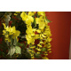 Umělá květina - kvetoucí zlatý déšť jako živý 190 cm
