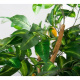 Umělá rostlina - citrusovník jako živý vč. citronů, 184 cm